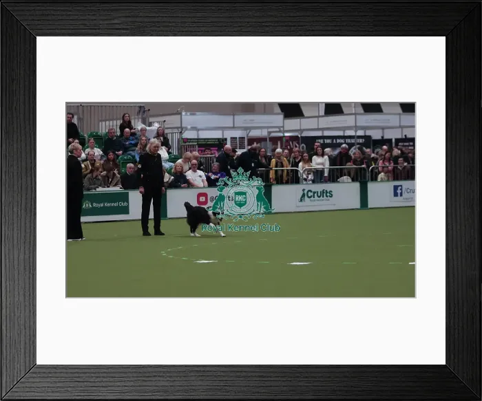 Framed Print : Crufts Obedience Championship Bitches Sunday 8th March 2026