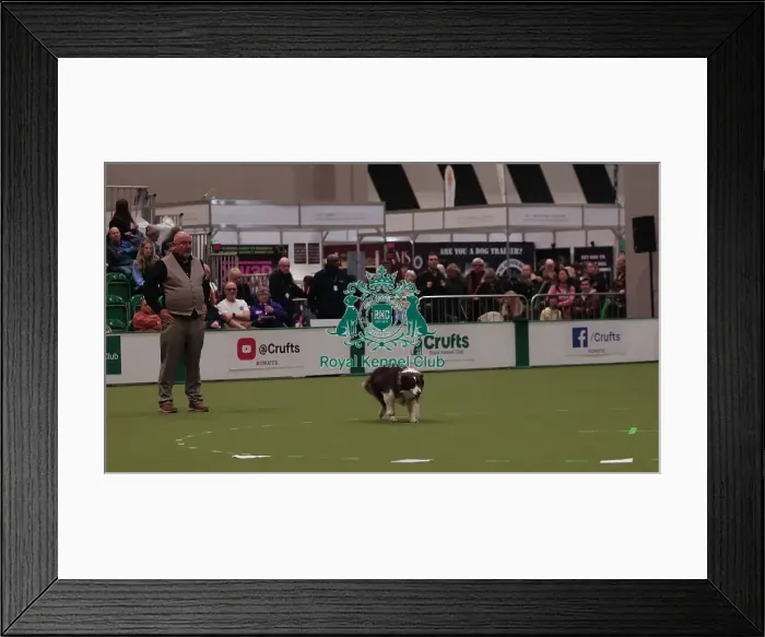 Framed Print : Crufts Obedience Championship Bitches Sunday 8th March 2026