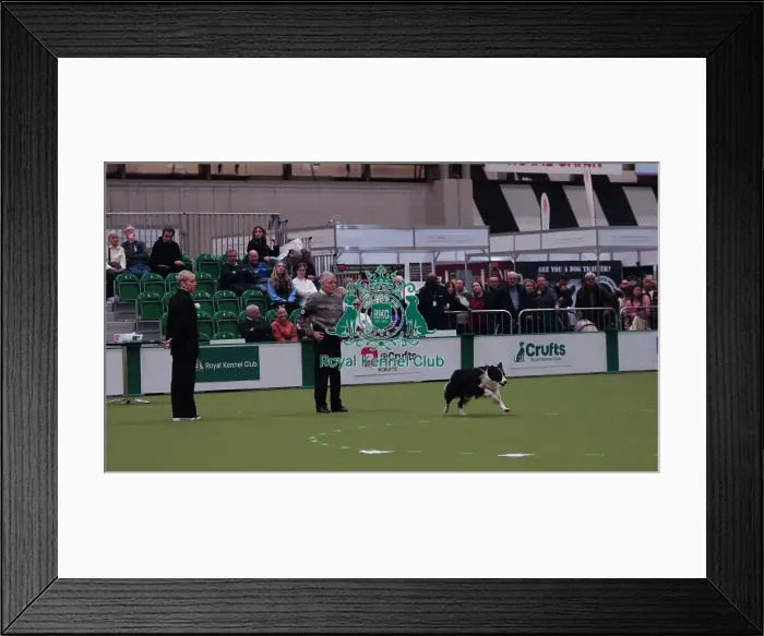 Framed Print : Crufts Obedience Championship Bitches Sunday 8th March 2026