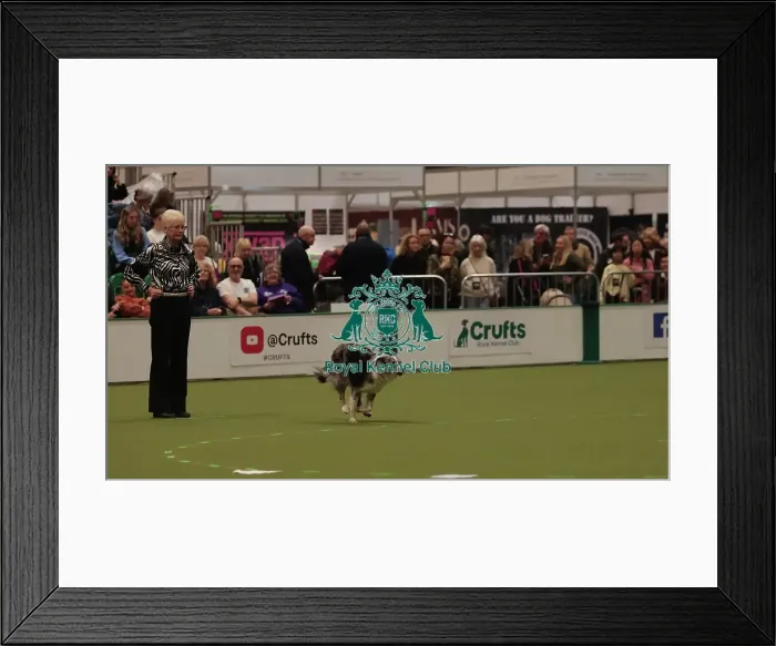 Framed Print : Crufts Obedience Championship Bitches Sunday 8th March 2026