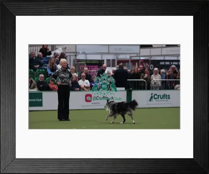 Framed Print : Crufts Obedience Championship Bitches Sunday 8th March 2026
