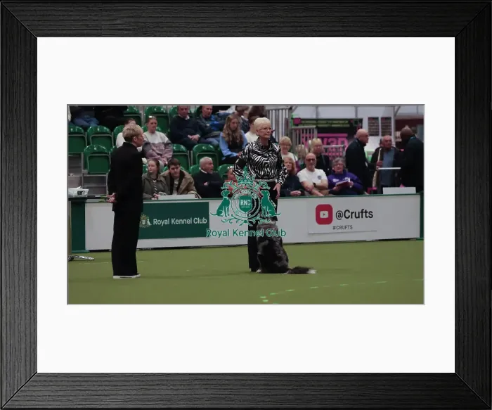 Framed Print : Crufts Obedience Championship Bitches Sunday 8th March 2026