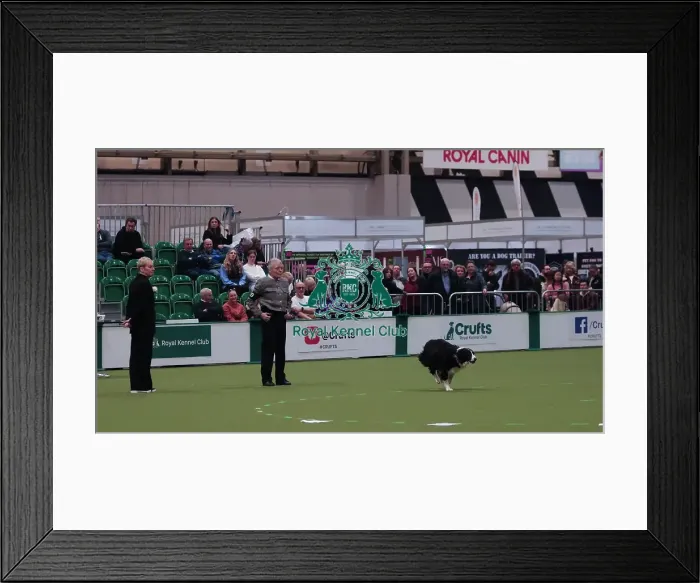 Framed Print : Crufts Obedience Championship Bitches Sunday 8th March 2026