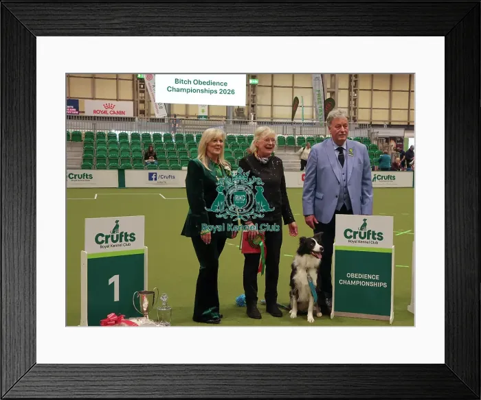 Framed Print : Obedience Championship Bitches Winner - Crufts 2026 Obedience Championship Bitches Winner - Crufts 2026 Framed Print : Obedience Championship Bitches Winner - Crufts 2026 Obedience Championship Bitches Winner - Crufts 2026