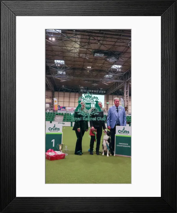 Framed Print : Obedience Championship Bitches Winner - Crufts 2026 Obedience Championship Bitches Winner - Crufts 2026 Framed Print : Obedience Championship Bitches Winner - Crufts 2026 Obedience Championship Bitches Winner - Crufts 2026
