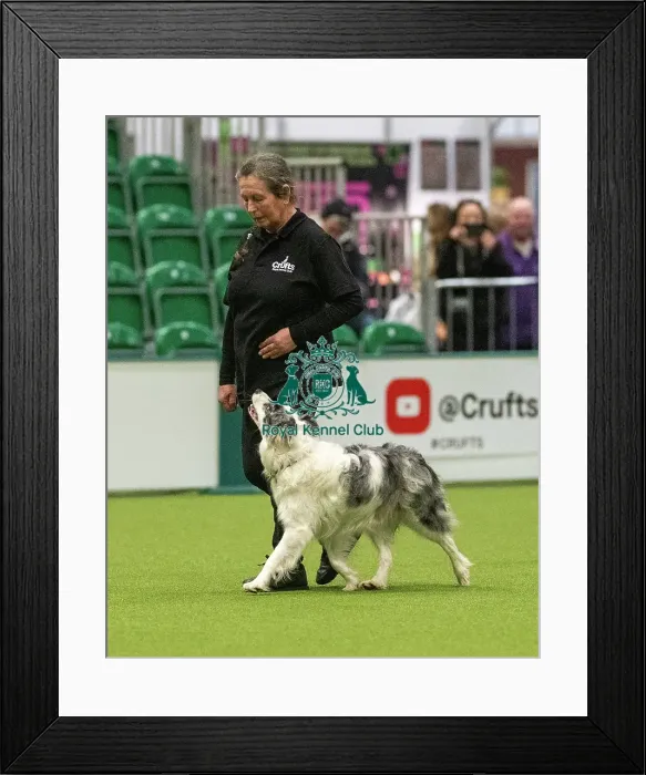 Framed Print : Obedience Class A - Veronica Hill & Chilly (Border Collie), Crufts 2026 Obedience Class A - Veronica Hill & Chilly (Border Collie), Crufts 2026 Framed Print : Obedience Class A - Veronica Hill & Chilly (Border Collie), Crufts 2026 Obedience Class A - Veronica Hill & Chilly (Border Collie), Crufts 2026