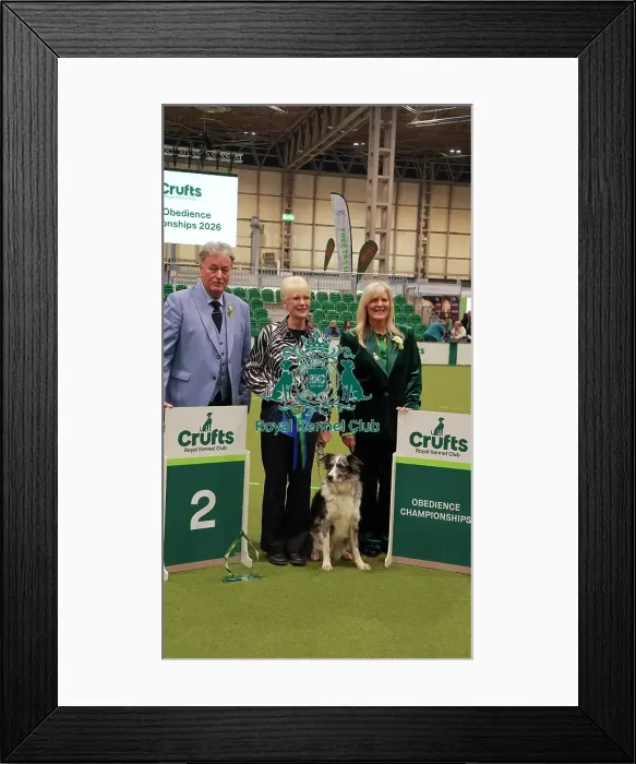 Framed Print : Obedience Championship Bitches - 2nd Place, Crufts 2026 Obedience Championship Bitches - 2nd Place, Crufts 2026 Framed Print : Obedience Championship Bitches - 2nd Place, Crufts 2026 Obedience Championship Bitches - 2nd Place, Crufts 2026
