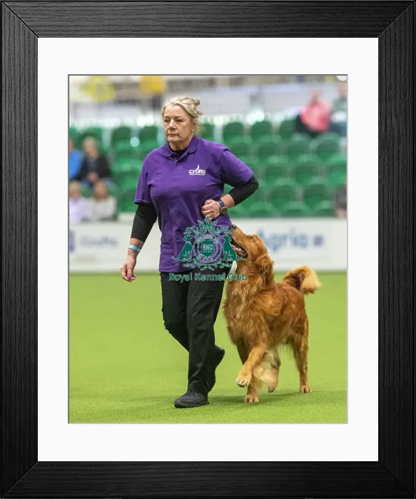 Framed Print : Obedience Class A (2) Heelwork - Sarah Squires & Hudson (Retriever), Crufts 2026 Obedience Class A (2) Heelwork - Sarah Squires & Hudson (Retriever), Crufts 2026 Framed Print : Obedience Class A (2) Heelwork - Sarah Squires & Hudson (Retriever), Crufts 2026 Obedience Class A (2) Heelwork - Sarah Squires & Hudson (Retriever), Crufts 2026