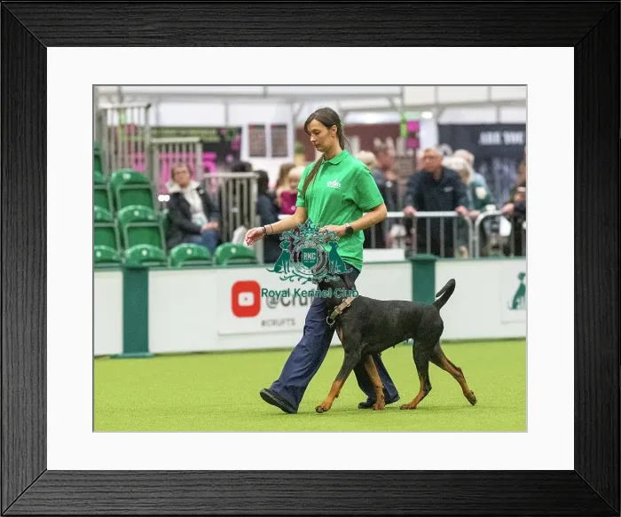 Framed Print : Obedience Class A - Claire McKinlay-Storie & Keira (Northern Ireland), Crufts 2026 Obedience Class A - Claire McKinlay-Storie & Keira (Northern Ireland), Crufts 2026 Framed Print : Obedience Class A - Claire McKinlay-Storie & Keira (Northern Ireland), Crufts 2026 Obedience Class A - Claire McKinlay-Storie & Keira (Northern Ireland), Crufts 2026