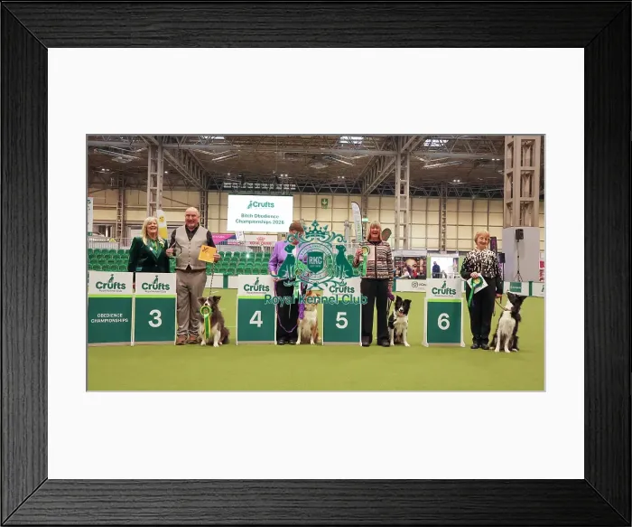 Framed Print : Obedience Championship Bitches - Crufts Sunday 8th March 2026 Framed Print : Obedience Championship Bitches - Crufts Sunday 8th March 2026