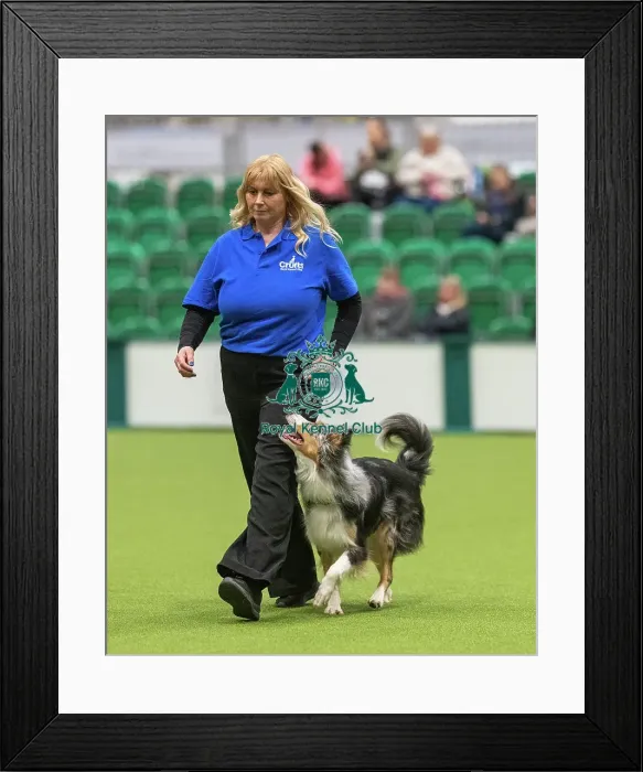 Framed Print : Obedience Class A (2) - Jacqualine Taylor & Journey (Border Collie), Crufts 2026 Obedience Class A (2) - Jacqualine Taylor & Journey (Border Collie), Crufts 2026 Framed Print : Obedience Class A (2) - Jacqualine Taylor & Journey (Border Collie), Crufts 2026 Obedience Class A (2) - Jacqualine Taylor & Journey (Border Collie), Crufts 2026