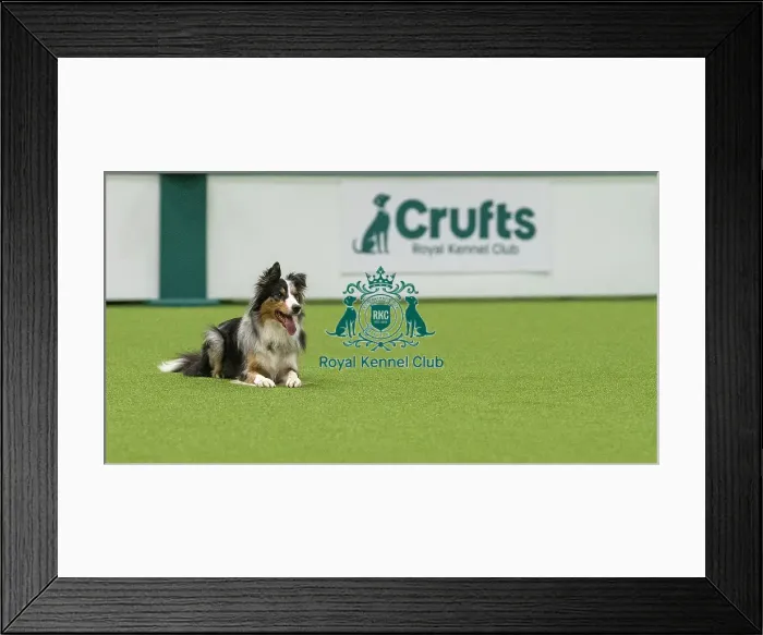 Framed Print : Obedience Class A (2) - Jacqualine Taylor & Journey (Border Collie), Crufts 2026 Obedience Class A (2) - Jacqualine Taylor & Journey (Border Collie), Crufts 2026 Framed Print : Obedience Class A (2) - Jacqualine Taylor & Journey (Border Collie), Crufts 2026 Obedience Class A (2) - Jacqualine Taylor & Journey (Border Collie), Crufts 2026