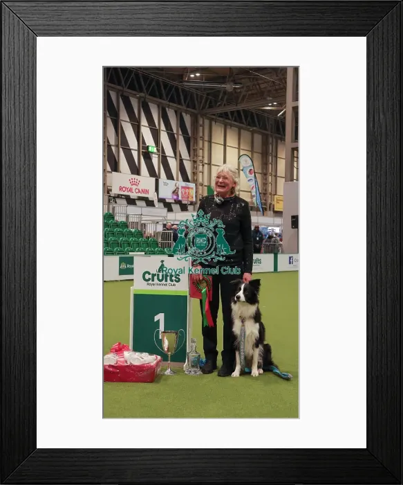 Framed Print : Obedience Championship Bitches Winner - Crufts 2026 Obedience Championship Bitches Winner - Crufts 2026 Framed Print : Obedience Championship Bitches Winner - Crufts 2026 Obedience Championship Bitches Winner - Crufts 2026