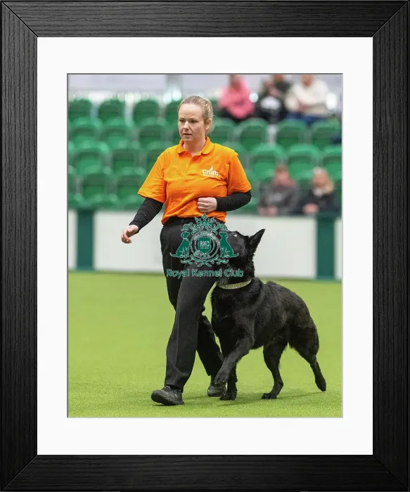 Framed Print : Obedience Class A (2) - Elspeth Brown & Devi (Northern), Crufts 2026 Obedience Class A (2) - Elspeth Brown & Devi (Northern), Crufts 2026 Framed Print : Obedience Class A (2) - Elspeth Brown & Devi (Northern), Crufts 2026 Obedience Class A (2) - Elspeth Brown & Devi (Northern), Crufts 2026