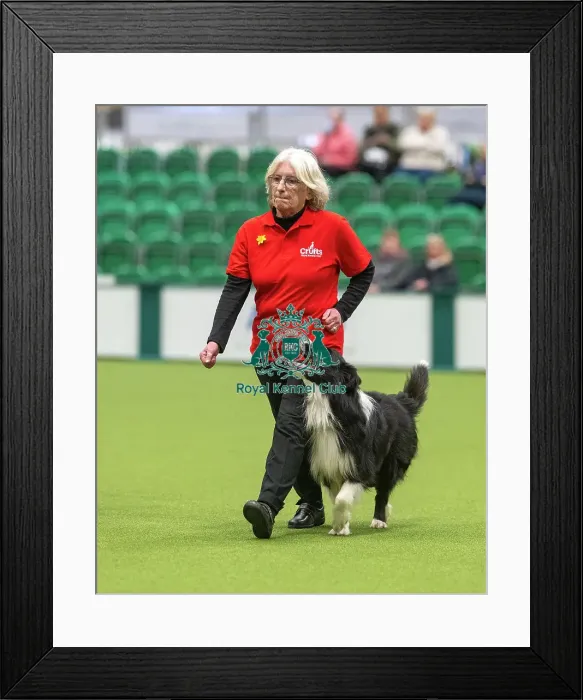 Framed Print : Obedience Class A (2) - Lynn Cook & Ozzie (Border Collie), Crufts 2026 Obedience Class A (2) - Lynn Cook & Ozzie (Border Collie), Crufts 2026 Framed Print : Obedience Class A (2) - Lynn Cook & Ozzie (Border Collie), Crufts 2026 Obedience Class A (2) - Lynn Cook & Ozzie (Border Collie), Crufts 2026