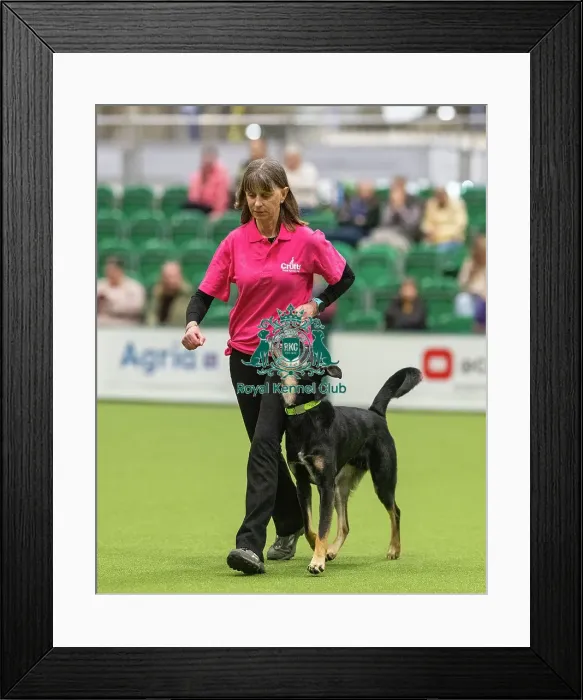 Framed Print : Obedience Class A (2) - Sarah Connell & Notch (South-East & East Anglia), Crufts 2026 Obedience Class A (2) - Sarah Connell & Notch (South-East & East Anglia) Framed Print : Obedience Class A (2) - Sarah Connell & Notch (South-East & East Anglia), Crufts 2026 Obedience Class A (2) - Sarah Connell & Notch (South-East & East Anglia)