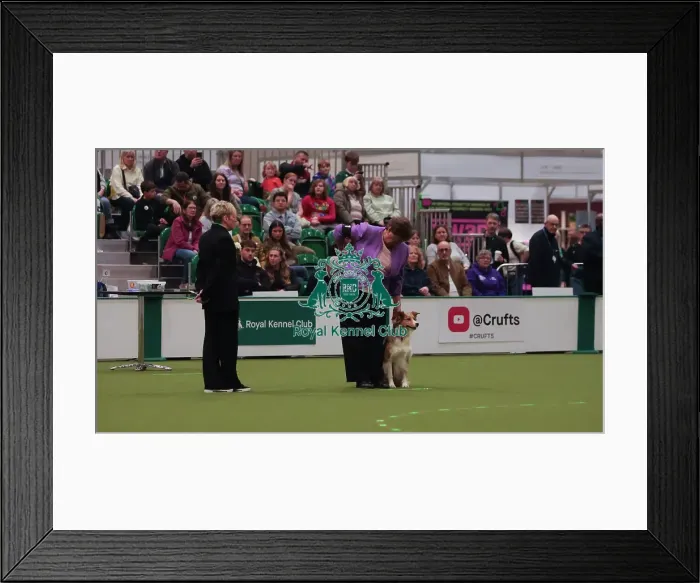 Framed Print : Crufts Obedience Championship Bitches - Crufts 2026 Crufts Obedience Championship Bitches - Crufts 2026