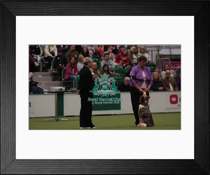 Framed Print : Crufts Obedience Championship Bitches - Crufts 2026 Crufts Obedience Championship Bitches - Crufts 2026
