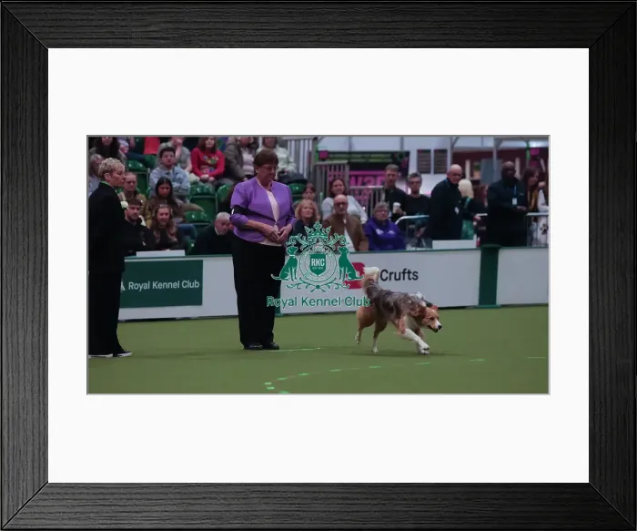 Framed Print : Crufts Obedience Championship Bitches - Crufts 2026 Crufts Obedience Championship Bitches - Crufts 2026 Framed Print : Crufts Obedience Championship Bitches - Crufts 2026 Crufts Obedience Championship Bitches - Crufts 2026