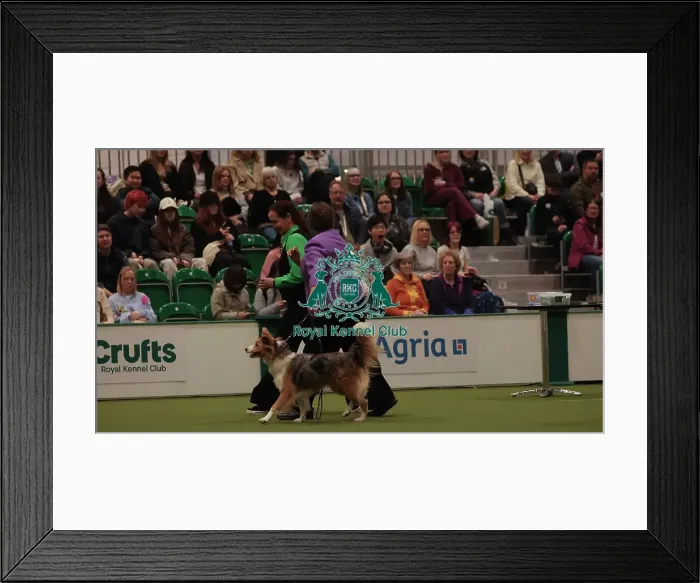 Framed Print : Crufts Obedience Championship Bitches Sunday 8th March 2026 Framed Print : Crufts Obedience Championship Bitches Sunday 8th March 2026