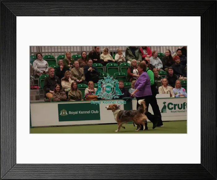 Framed Print : Crufts Obedience Championship Bitches Sunday 8th March 2026