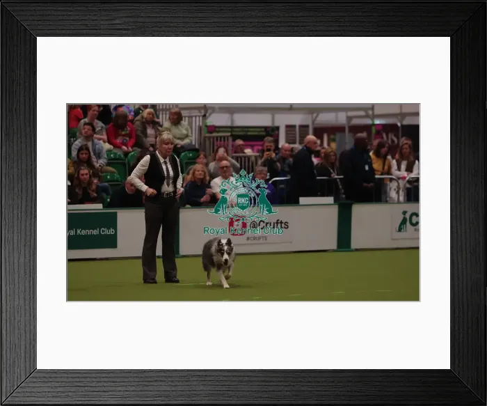 Framed Print : Crufts Obedience Championship Bitches Sunday 8th March 2026
