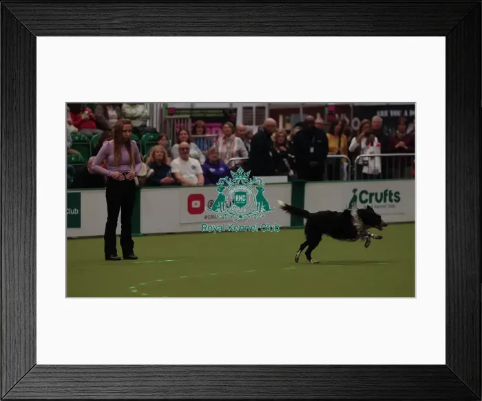 Framed Print : Crufts Obedience Championship Bitches Sunday 8th March 2026
