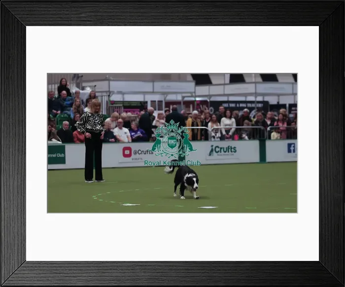 Framed Print : Crufts Obedience Championship Bitches Sunday 8th March 2026