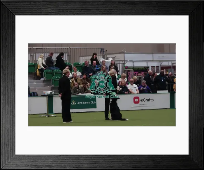Framed Print : Crufts Obedience Championship Bitches Sunday 8th March 2026