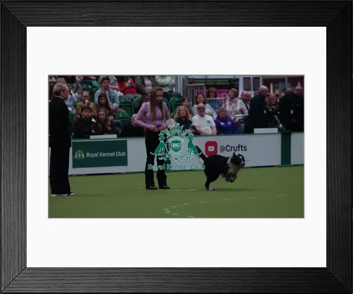 Framed Print : Crufts Obedience Championship Bitches Sunday 8th March 2026