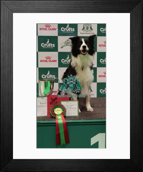 Framed Print : Obedience Championship Bitches Winner - Crufts 2026 Obedience Championship Bitches Winner - Crufts 2026 Framed Print : Obedience Championship Bitches Winner - Crufts 2026 Obedience Championship Bitches Winner - Crufts 2026
