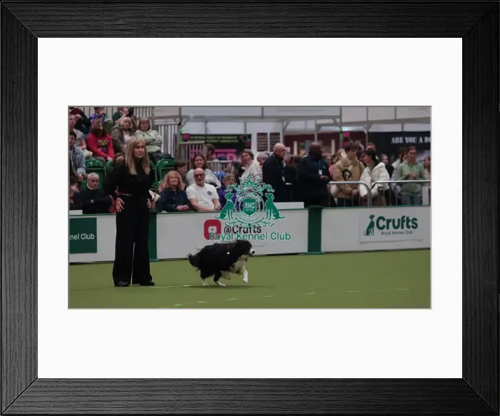 Framed Print : Crufts Obedience Championship Bitches Sunday 8th March 2026