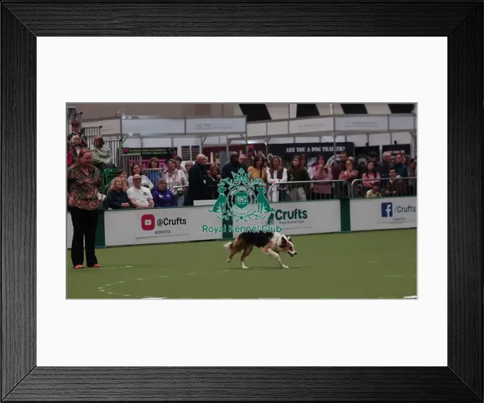 Framed Print : Crufts Obedience Championship Bitches Sunday 8th March 2026 Framed Print : Crufts Obedience Championship Bitches Sunday 8th March 2026