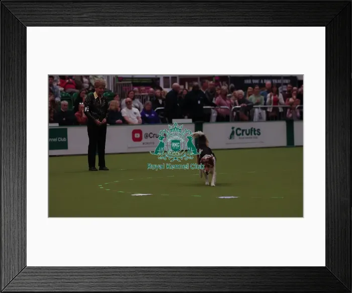 Framed Print : Crufts Obedience Championship Bitches Sunday 8th March 2026
