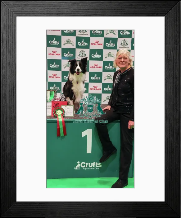 Framed Print : Obedience Championship Bitches Winner - Crufts 2026 Obedience Championship Bitches Winner - Crufts 2026 Framed Print : Obedience Championship Bitches Winner - Crufts 2026 Obedience Championship Bitches Winner - Crufts 2026