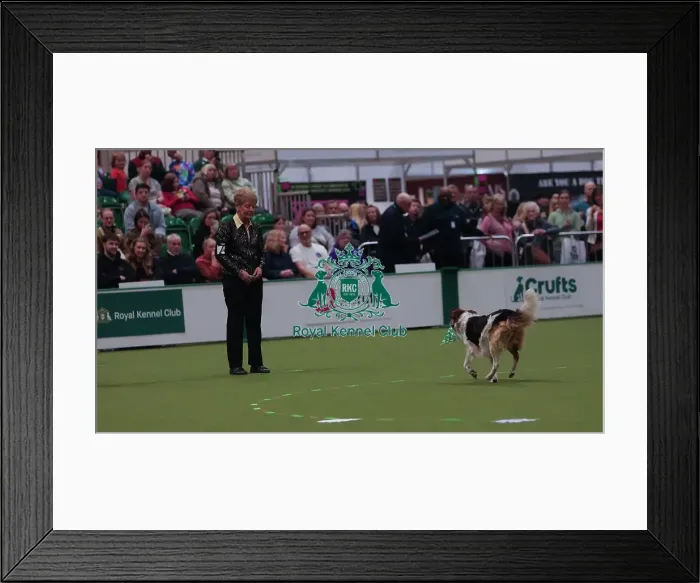 Framed Print : Crufts Obedience Championship Bitches Sunday 8th March 2026