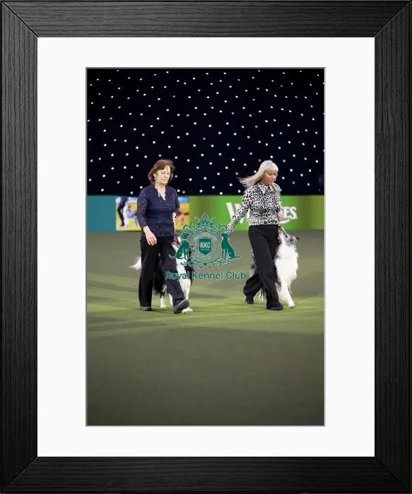 Framed Print : Obedience Champion Display