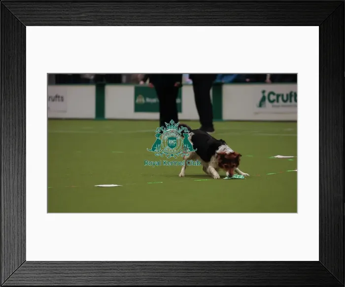 Framed Print : Crufts Obedience Championship Bitches Sunday 8th March 2026