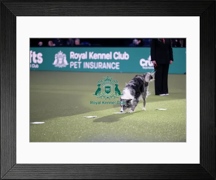 Framed Print : Obedience Champion Display