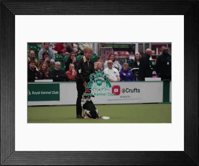 Framed Print : Crufts Obedience Championship Bitches Sunday 8th March 2026