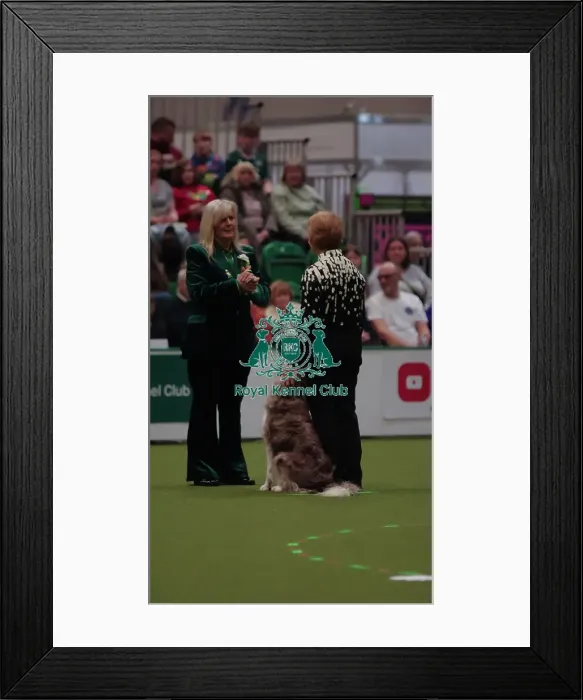 Framed Print : Crufts Obedience Championship Bitches Sunday 8th March 2026 Framed Print : Crufts Obedience Championship Bitches Sunday 8th March 2026