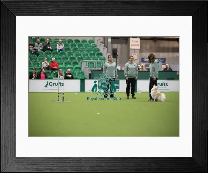 Framed Print : Fiona and Bodhi- FCI Obedience Display Framed Print : Fiona and Bodhi- FCI Obedience Display