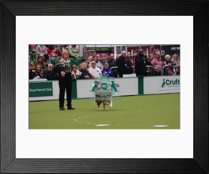 Framed Print : Crufts Obedience Championship Bitches Sunday 8th March 2026 Framed Print : Crufts Obedience Championship Bitches Sunday 8th March 2026