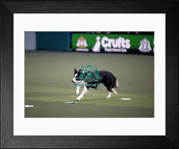 Framed Print : Obedience Champion Display