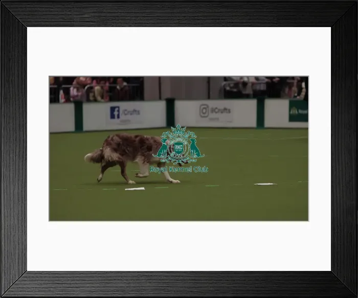 Framed Print : Crufts Obedience Championship Bitches Sunday 8th March 2026 Framed Print : Crufts Obedience Championship Bitches Sunday 8th March 2026