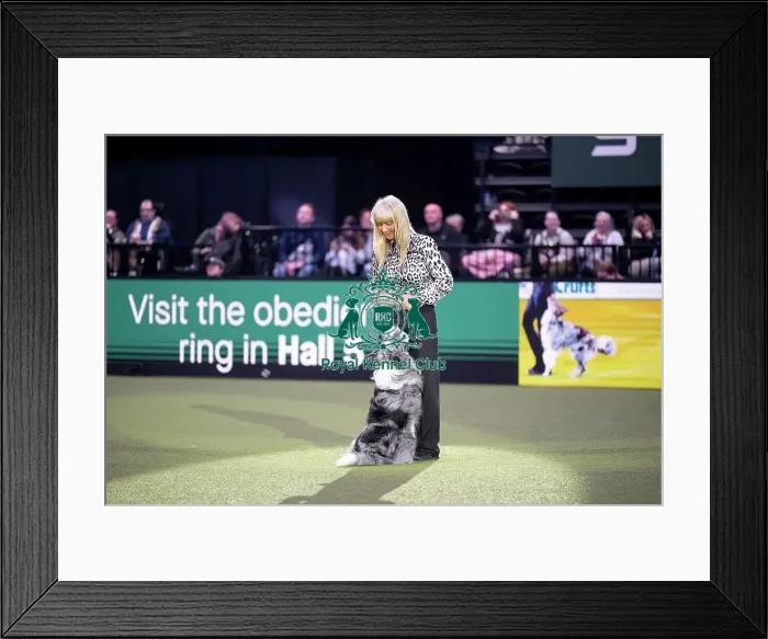 Framed Print : Obedience Champion Display Framed Print : Obedience Champion Display