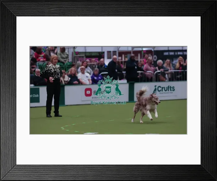 Framed Print : Crufts Obedience Championship Bitches Sunday 8th March 2026 Framed Print : Crufts Obedience Championship Bitches Sunday 8th March 2026