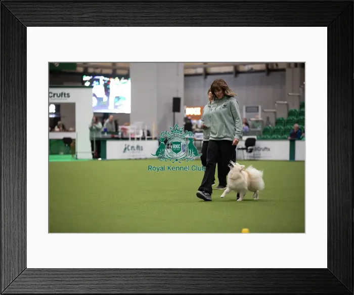 Framed Print : Fiona and Bodhi- FCI Obedience Display