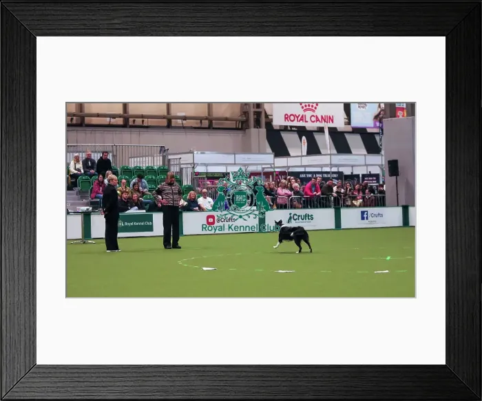 Framed Print : Crufts Obedience Championship Bitches Sunday 8th March 2026 Framed Print : Crufts Obedience Championship Bitches Sunday 8th March 2026