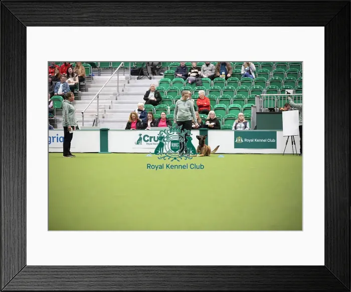 Framed Print : Kate Bartrum and dog Rey- FCI Obedience Display Framed Print : Kate Bartrum and dog Rey- FCI Obedience Display